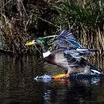 Oreedesetangs80 Dom wakacyjny Bouvaincourt-Sur-Bresle