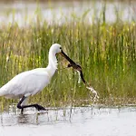 Oreedesetangs80 Bouvaincourt-Sur-Bresle